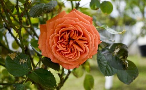Eight beautifully fragrant plants that can also be used for privacy screens