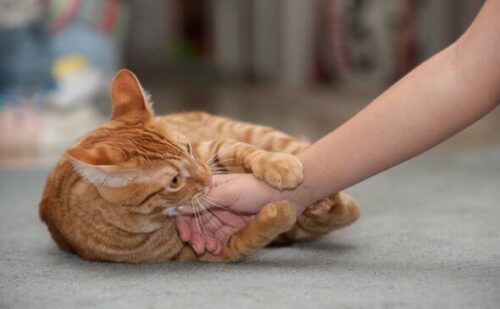Why your cat bites your ankle and what you’re doing wrong, according to expert