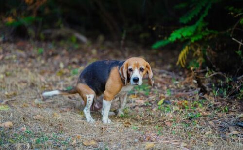 Fed-up woman gets own back on lazy dog owners who don’t pick up poo