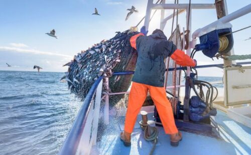 Fisherman beats one in two million odds to catch super rare creature