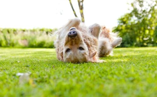 People only just learning why dogs are obsessed with fox poo
